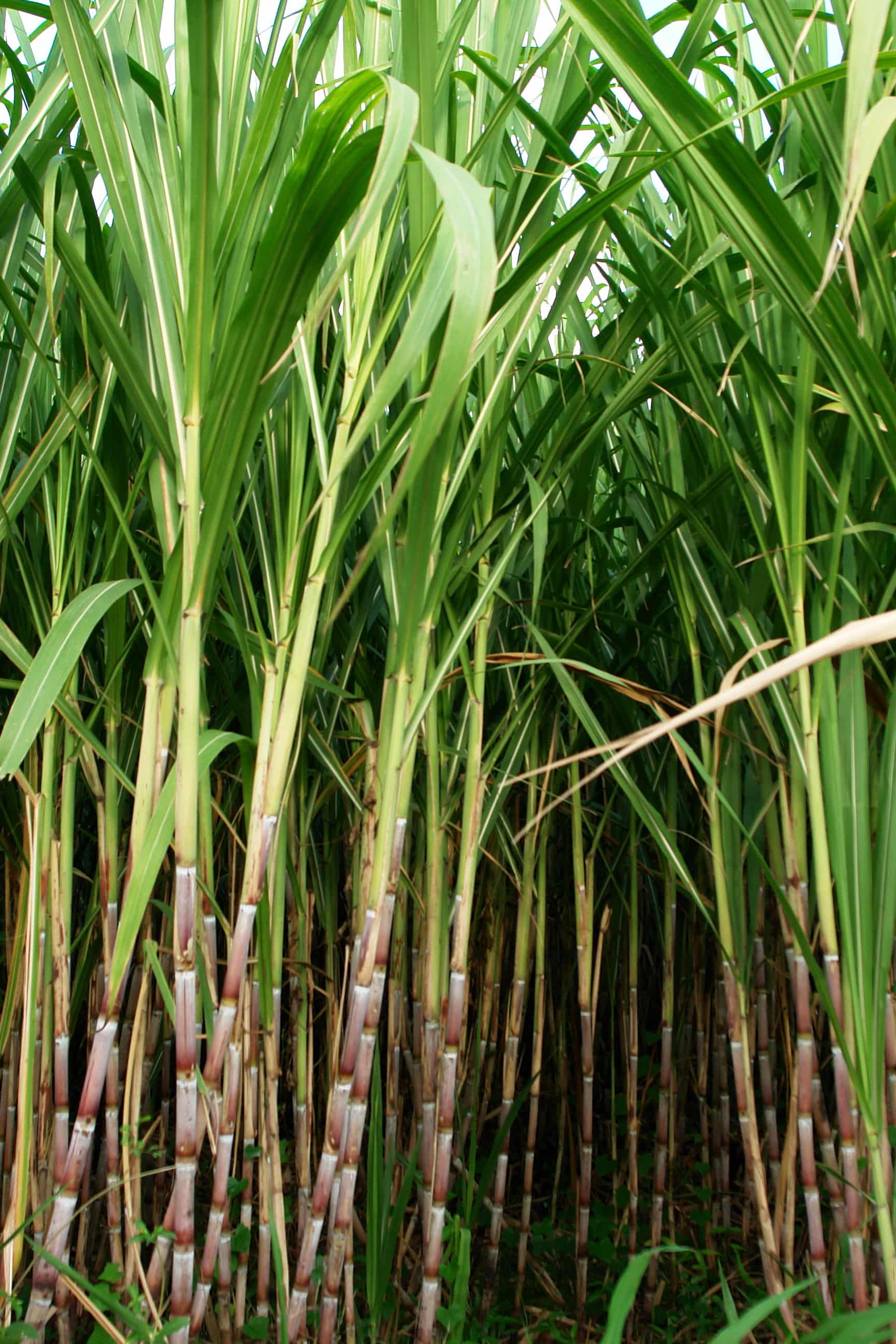 Sugar Cane Plastic - A Sweet Solution